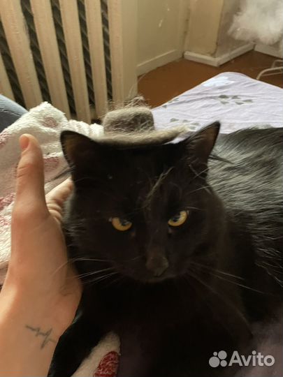 Отдам кота в добрые руки