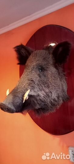 Голова кабана на доске