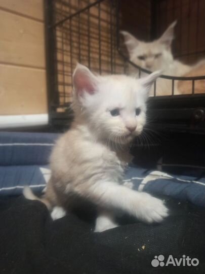 Котята Мейн-кун