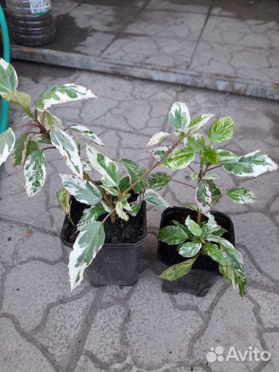 Гибискус вариегатный 