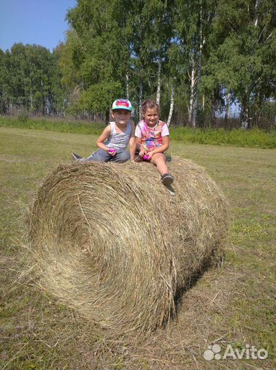 Сено в тюках