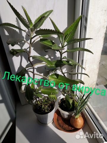 Каланхоэ отдам