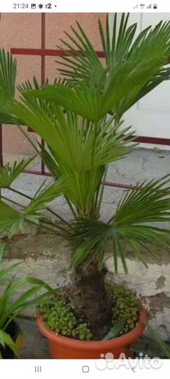 Оптом смена пальмы Трахикарпус Фочуна