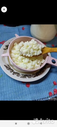 Тибетский молочный гриб