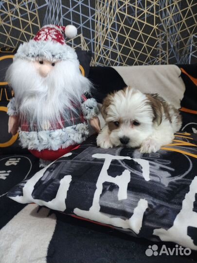 Щенки бивер йорк