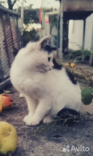 Кошечка в добрые руки