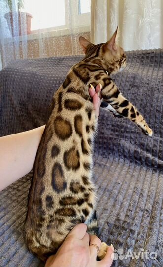 Девочка. Чистые ген тесты