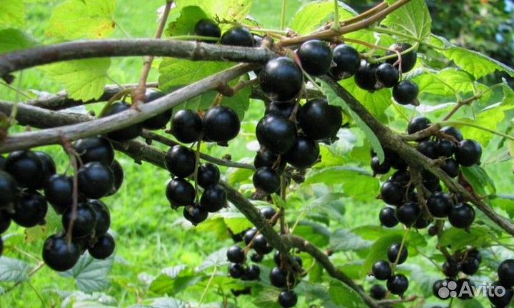 Черная смородина крупноплодная Фортуна
