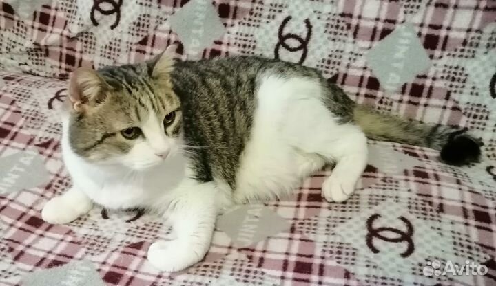 Кошки в добрые руки