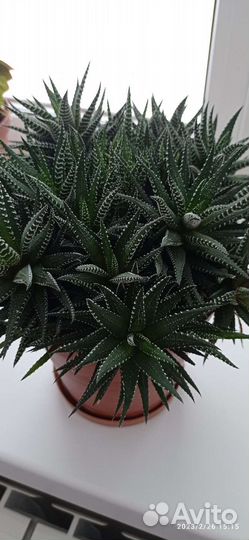 Комнатный цветок хавортия