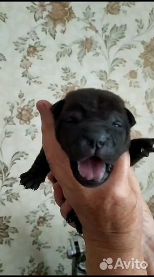 Щенки шарпея
