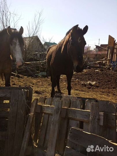 Навоз конский в мешках