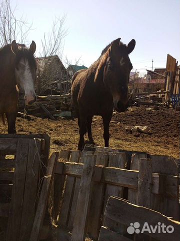 Навоз конский в мешках