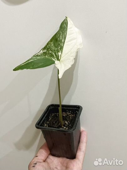 Сингониум imperial white империал вайт