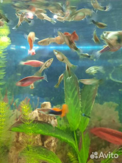 Рыба подрошии мольки гупии