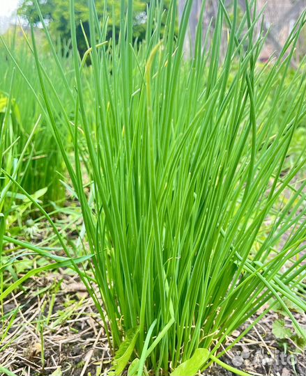 Лук шнитт многолетний