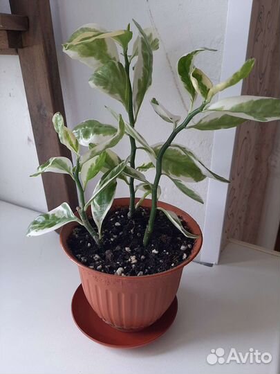 Педилантус