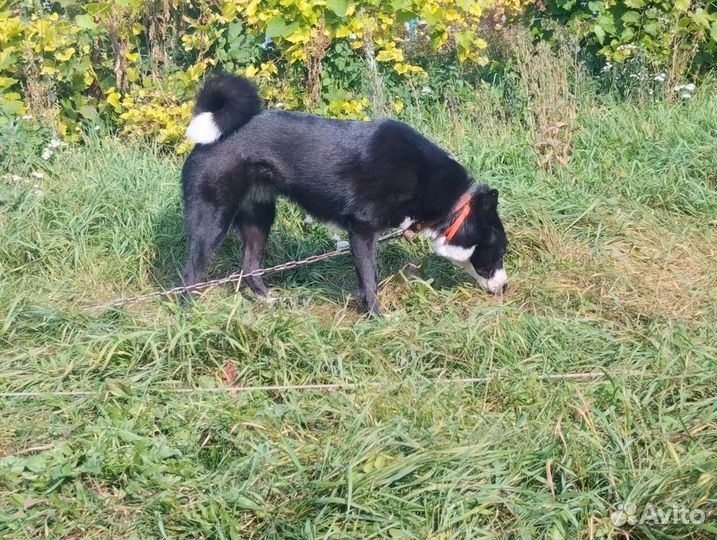 Русско европейская лайка