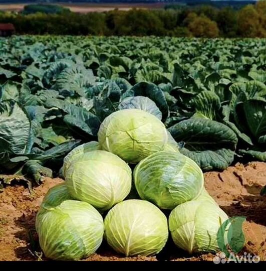 Капуста(Ларсия) опт