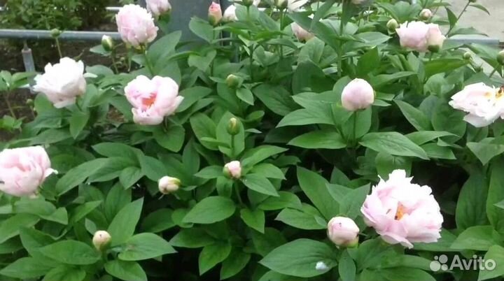 Пионы корни Пастелорамма