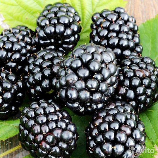 Ежевика продажа Барнаул