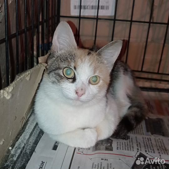 Кошка трехцветка