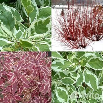 Саженцы декоративных деревьев