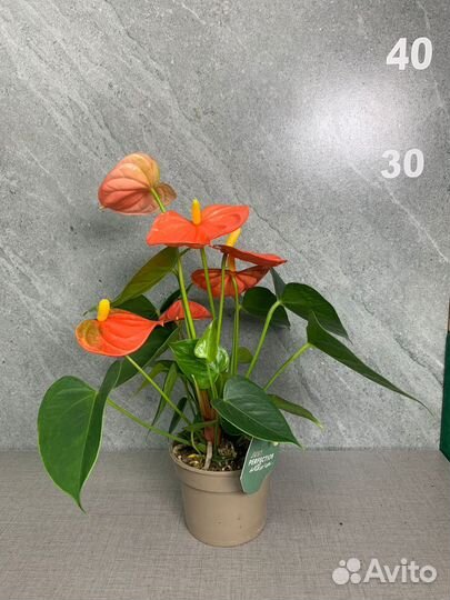 Антуриум Stilo d 9