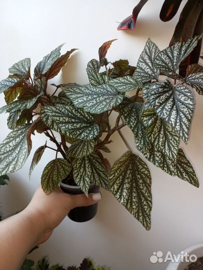 Бегония тростниковая