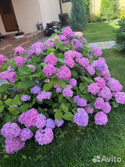 Гортензия крупнолистная