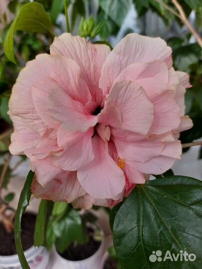 Гибискус, хойя, кливия и другие комнатные цветы