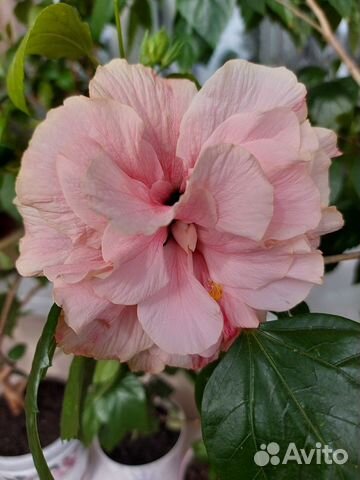 Гибискус, хойя, кливия и другие комнатные цветы