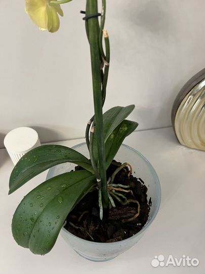 Орхидея фаленопсис