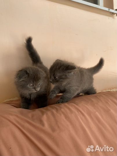 Шотладские котята
