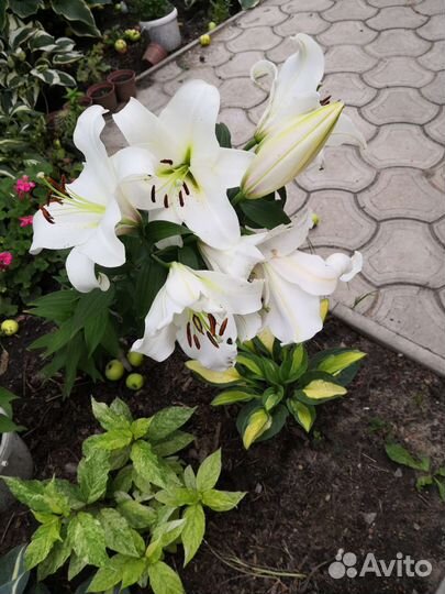 Лилии цветущие (луковицы)