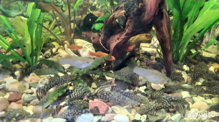 Мальки Меченосцев, Анциструсов