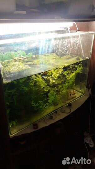 Аквариум