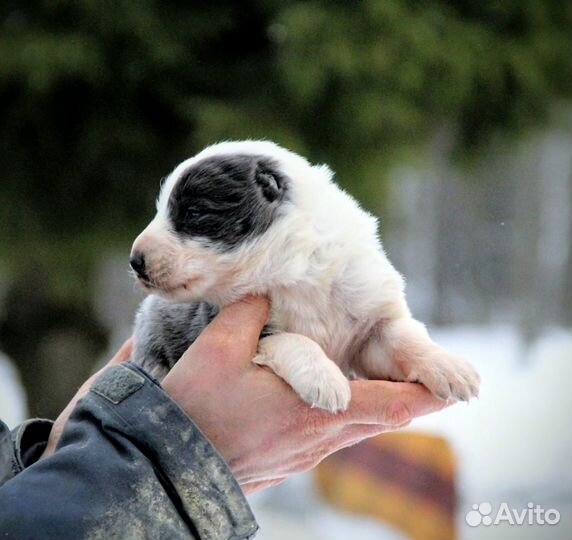Щенки алабая, среднеазиатской овчарки