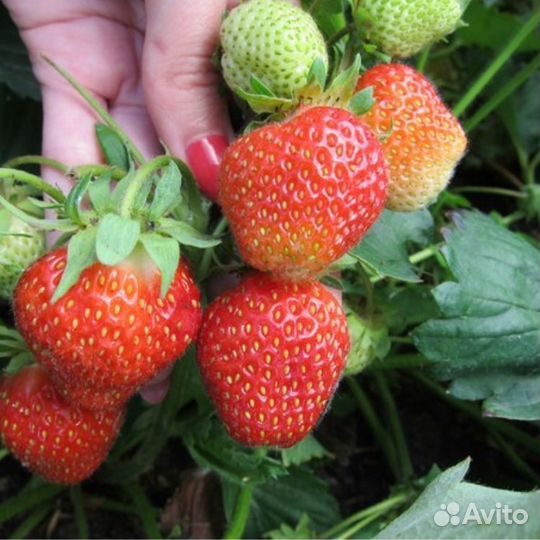 Рассада клубники