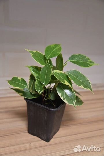 Фикус бенджамина пестролистный