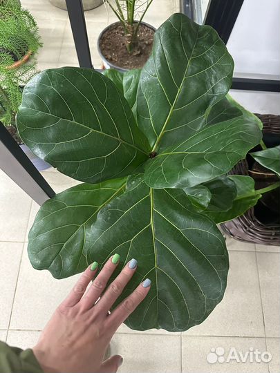 Фикус лирата