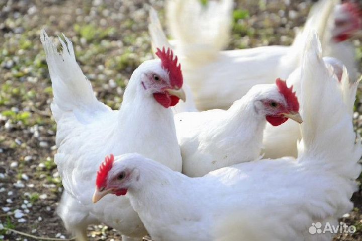Куры несушки