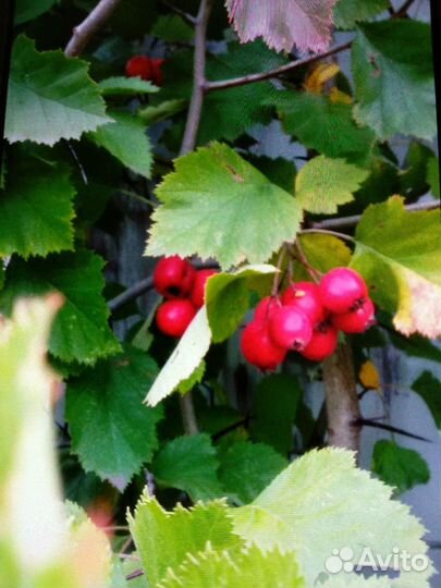 Саженцы боярышника