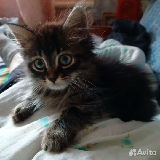 Котенок в дар