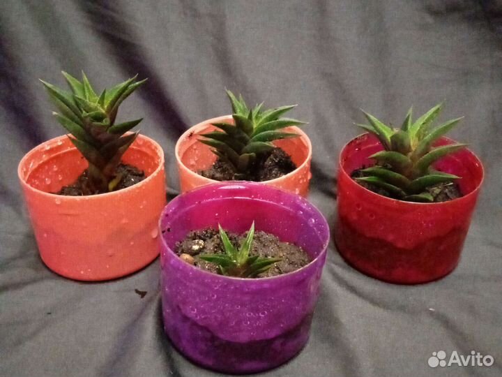 Растения для флорариума