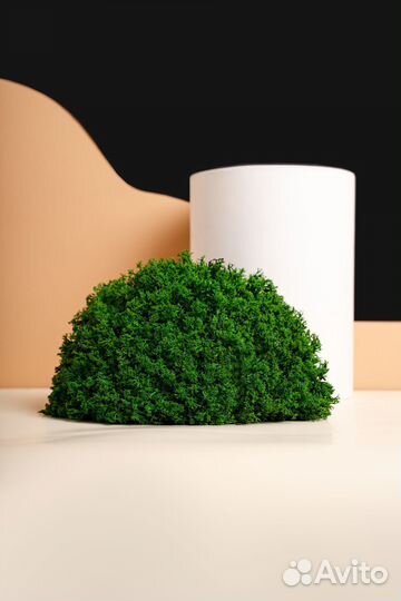 Мох стабилизированный оптом и в розницу