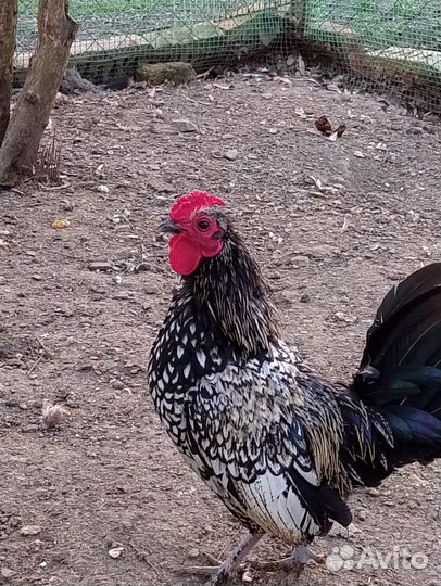 Куры Сибрайт