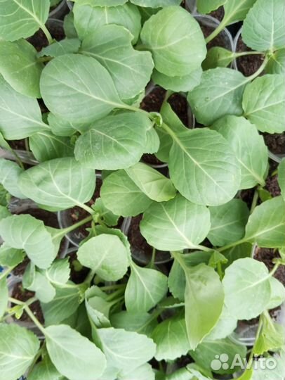 Рассада овощей