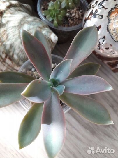 Суккуленты