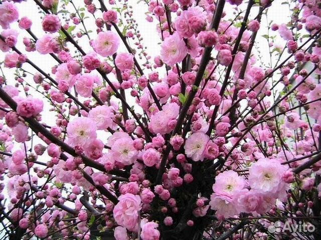 Саженцы миндаля